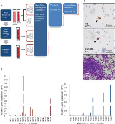 Pro-metastatic and mesenchymal gene expression signatures characterize circulating tumor cells of neuroblastoma patients with bone marrow metastases and relapse